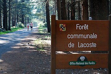 a forest sign & path behind