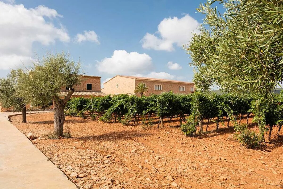 Bodegas Angel Vineyard, Santa Maria del Cami