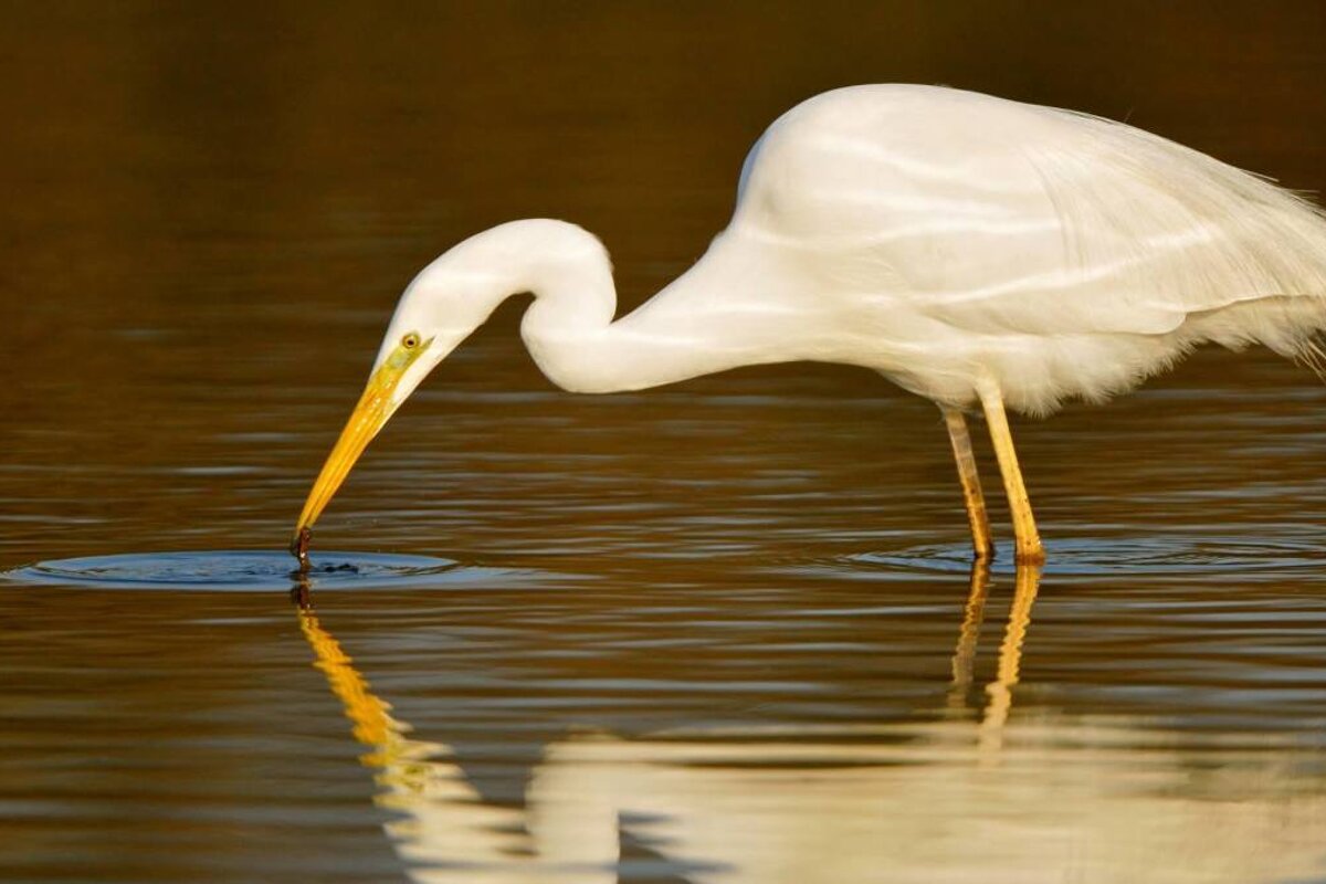 a white bird drinking water