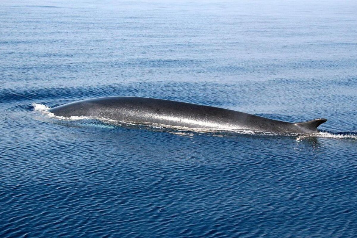 whale watching in Nice