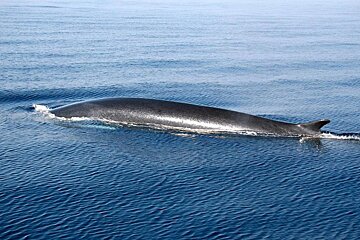 whale watching in Nice