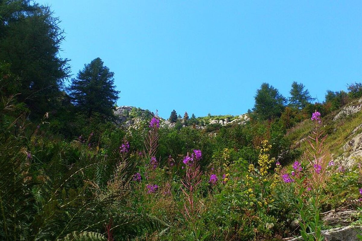 An image of Alpine flowers and rocks on a hiking trail near chamonix mont blanc