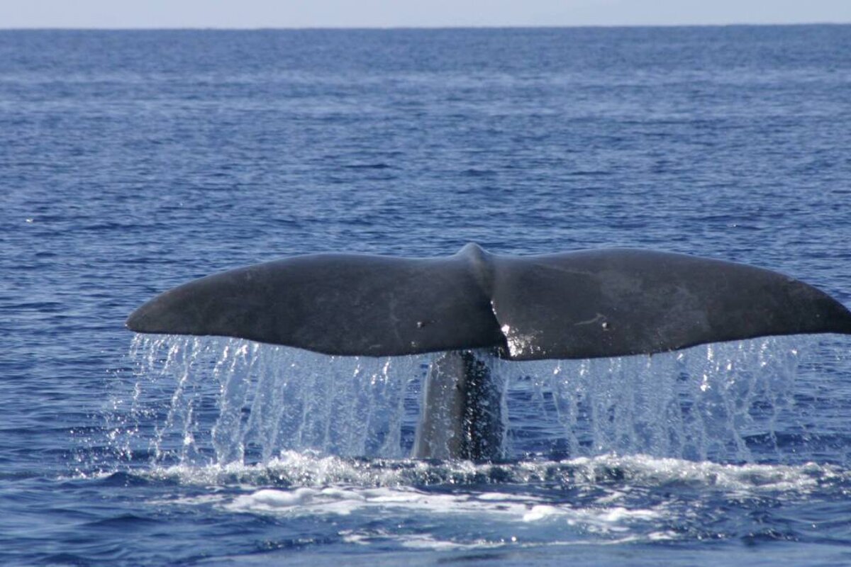 The Balearic Sea, A Meeting Point for Sperm Whales