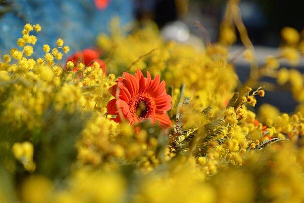 Corso Fleuri, Bormes-les-Mimosas