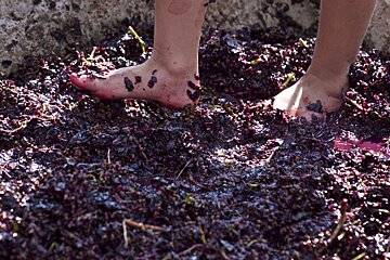Grape Stomps at Les Pastras, Cadenet