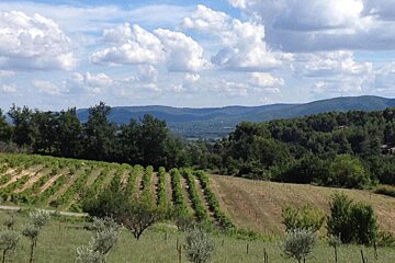 Grape Stomps at Les Pastras, Cadenet