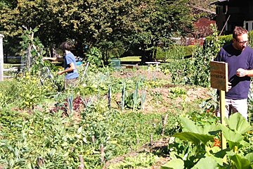 Harvest Festival this Saturday