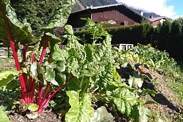 Harvest Festival this Saturday