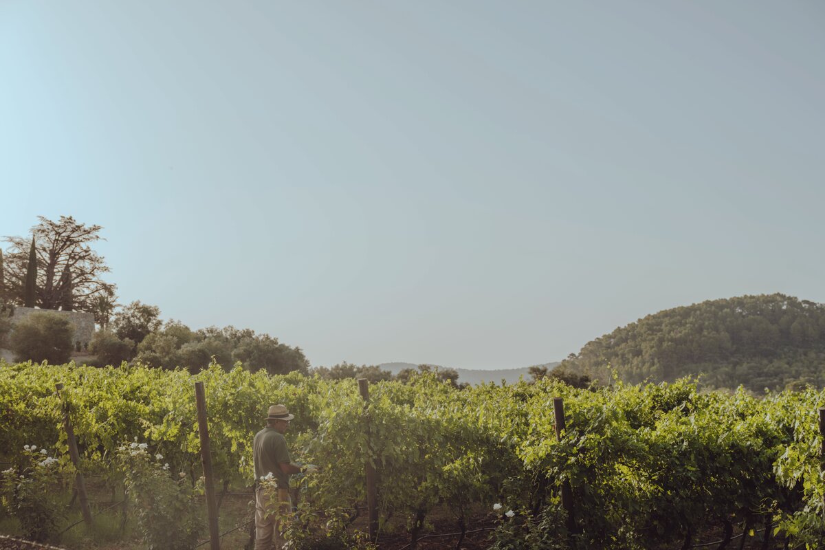 A man in a hat is standing in a vineyard