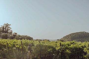 A man in a hat is standing in a vineyard