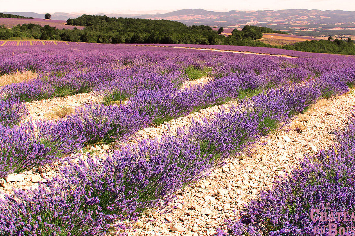 The Lavender Museum, Coustellet