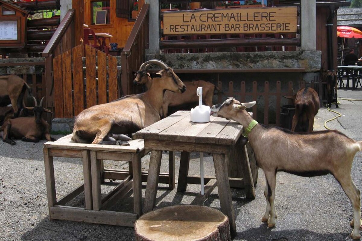 two goats looking at eachother across a table