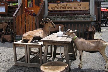 two goats looking at eachother across a table