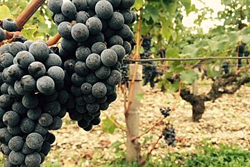 Medoc Portes Ouvertes dans les Chateaux