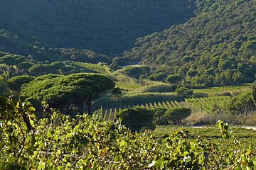Domaine la Tourraque XXX