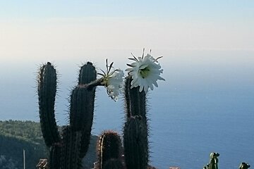 Exotic Garden, Eze
