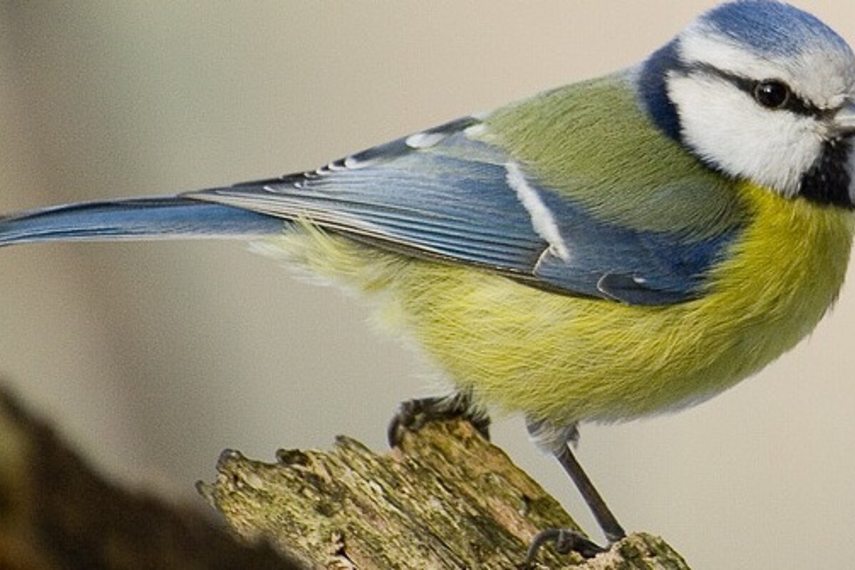 A small blue and yellow bird perched on a tree branch