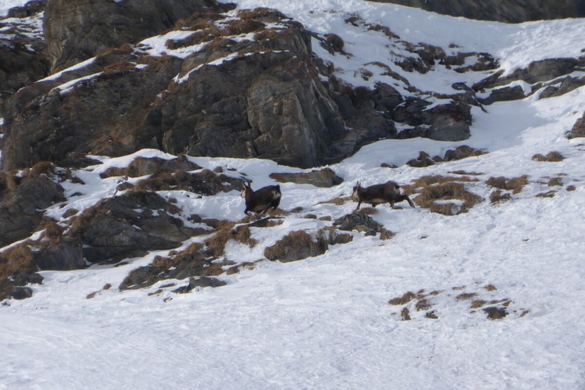 two deer in a gully