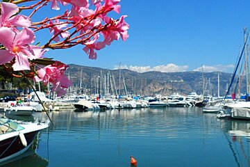 pink flowers and lots of boats moored in a harbour