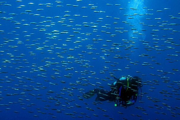 A scuba diver is surrounded by a large school of fish