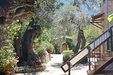 olive trees and steps