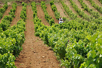 Domaine du Banneret Vineyard, Chateauneuf du Pape