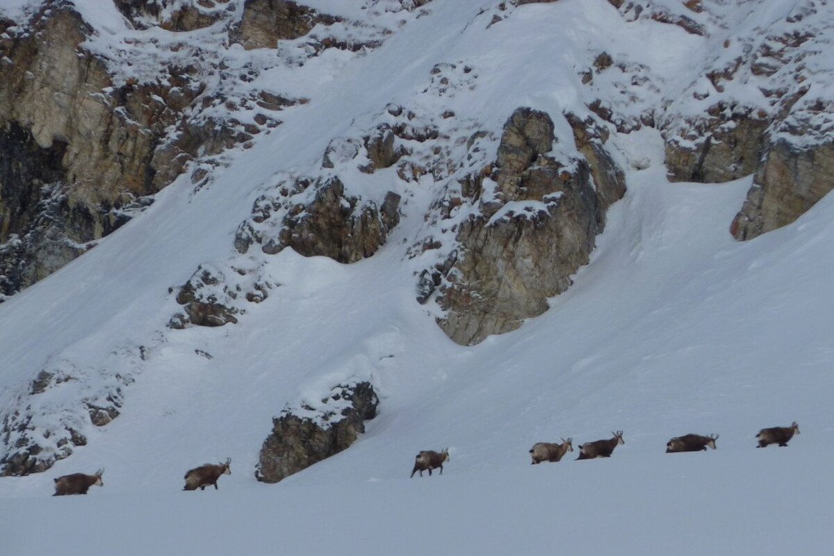a herd of mountain chamois crossing the snow