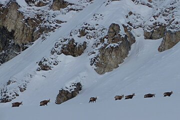 a herd of mountain chamois crossing the snow