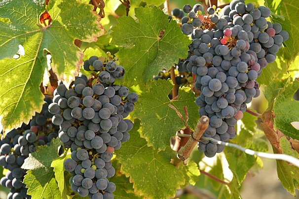 red grapes on a vine