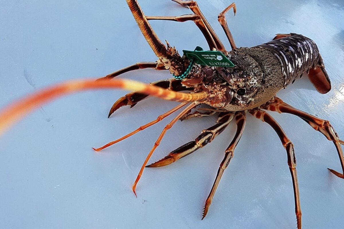 Lobster