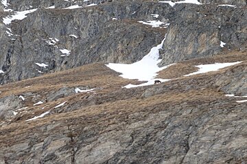 a deer in the distance