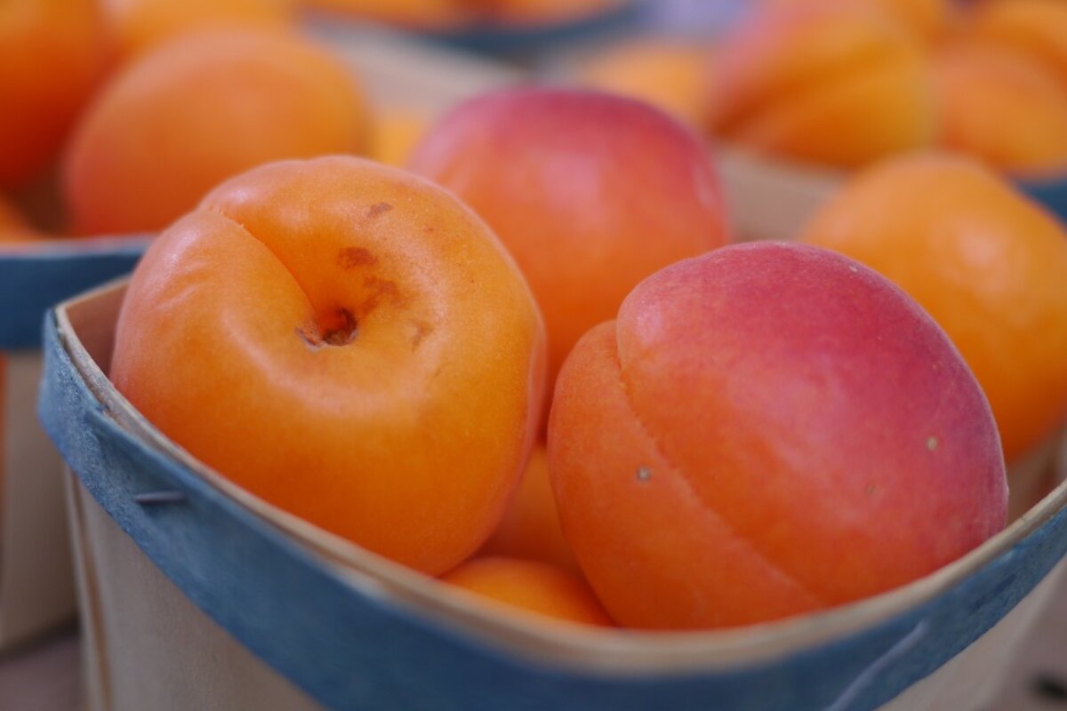 apricots at st tropez market