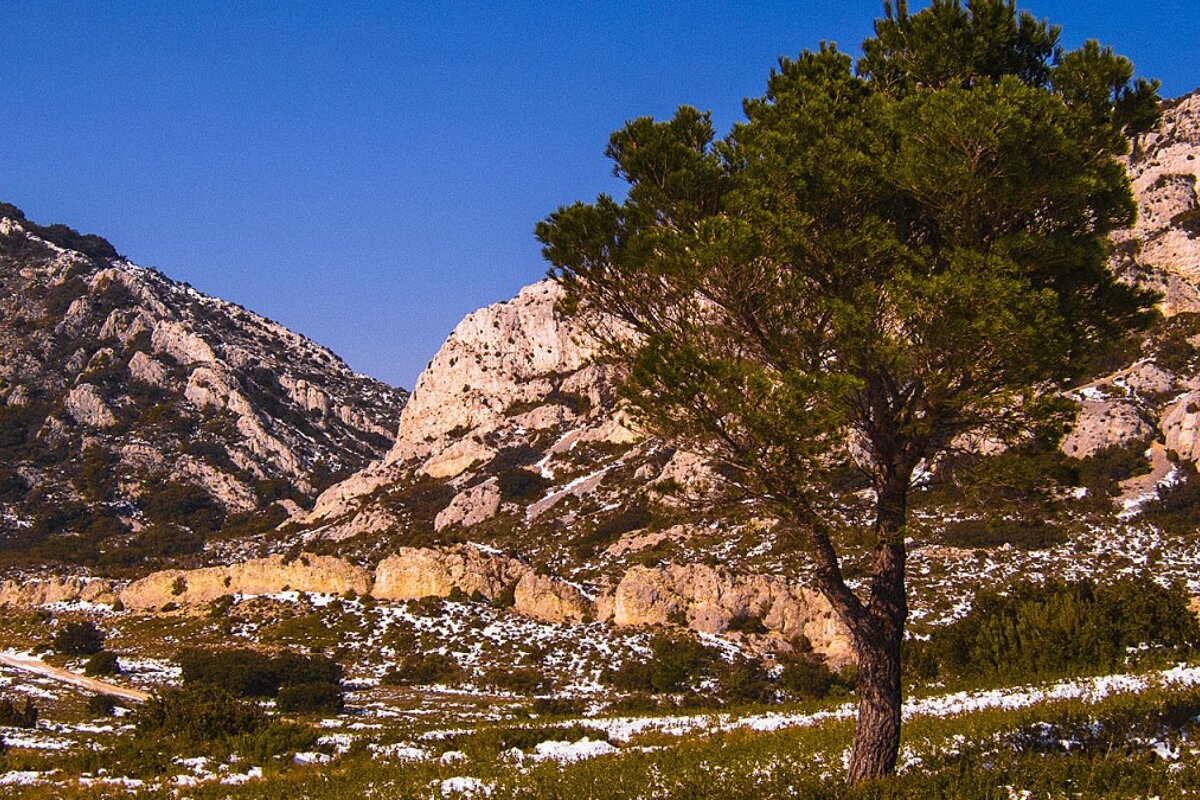 A tree in the middle of a snowy field with mountains in the background