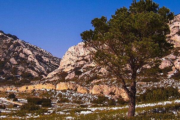 A tree in the middle of a snowy field with mountains in the background