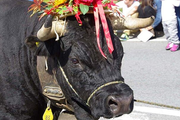 Raclette Cheese Festival, Le Chable