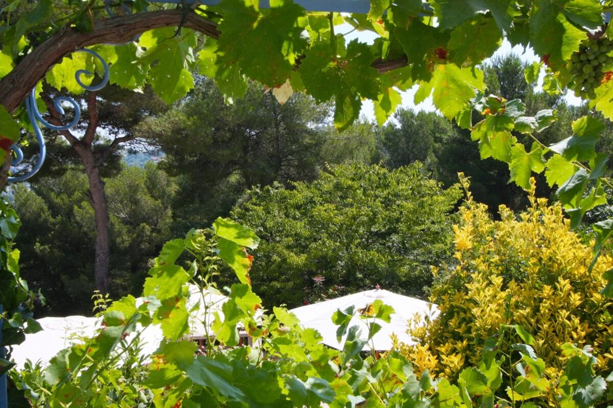A lush green forest with a white umbrella in the foreground
