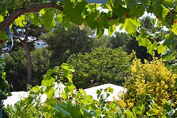 A lush green forest with a white umbrella in the foreground