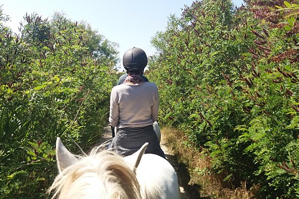 horse riding in the camargue