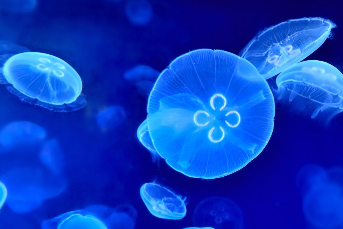 Palma Aquarium, Palma de Mallorca