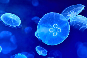 Palma Aquarium, Palma de Mallorca