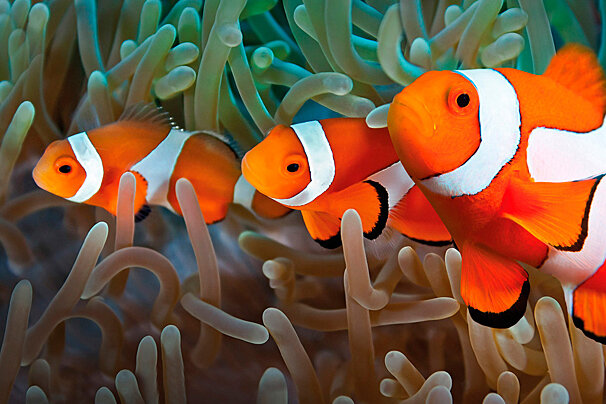 Palma Aquarium, Palma de Mallorca
