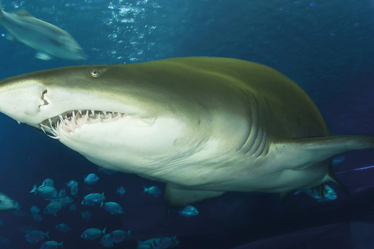 Palma Aquarium, Palma de Mallorca