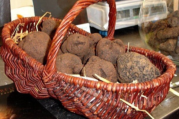 Truffle hunting tour in Provence