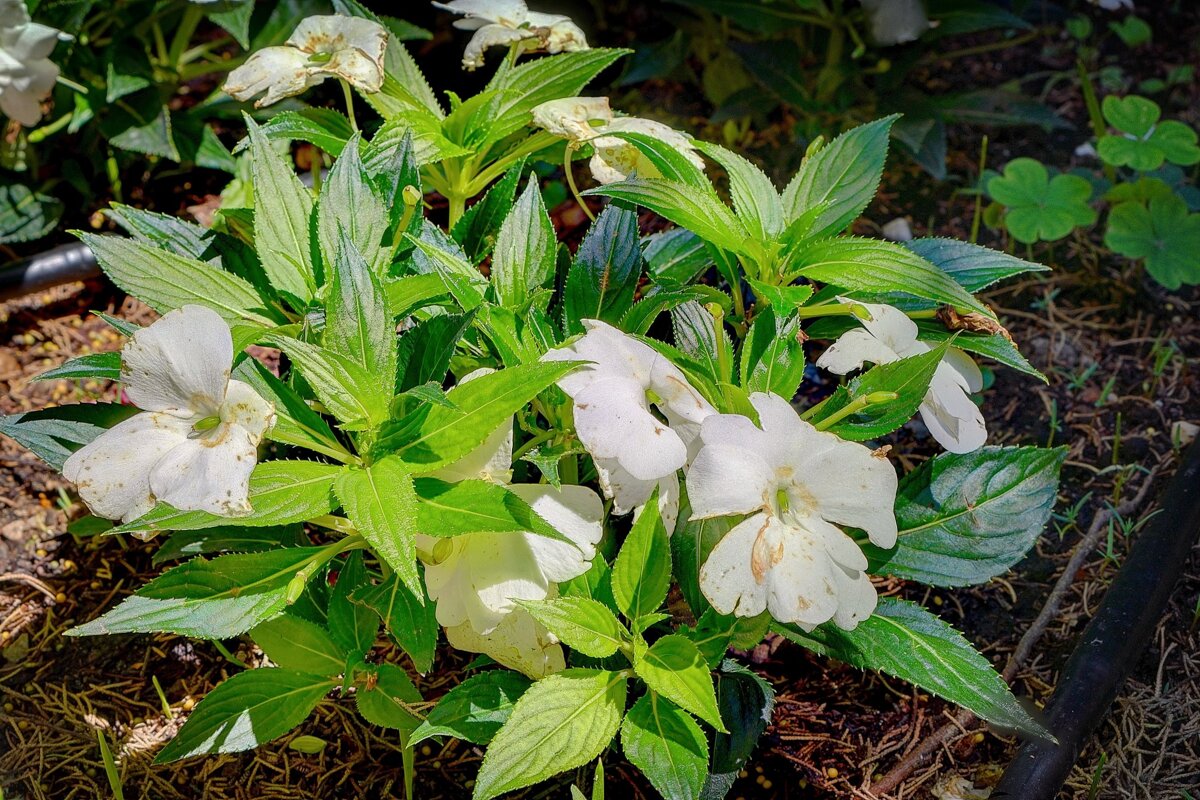 A plant with white flowers and green leaves