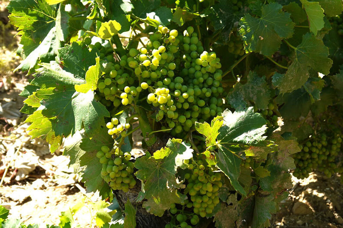 Domaine Rabiega, Draguignan