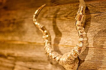 Gleaming, ridged horns, possibly metal or glass, are mounted on a rustic wooden wall, reflecting light beautifully.