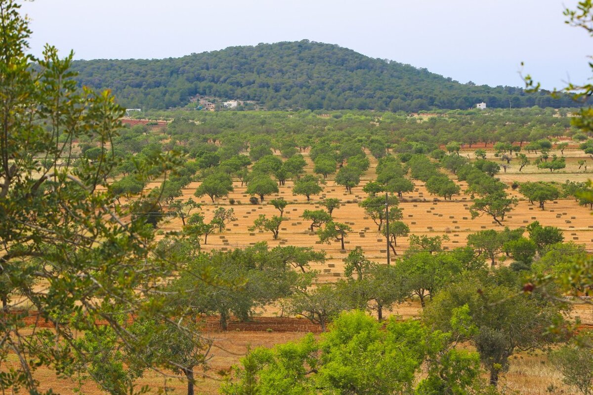 Almond groves santa agnes ibiza
