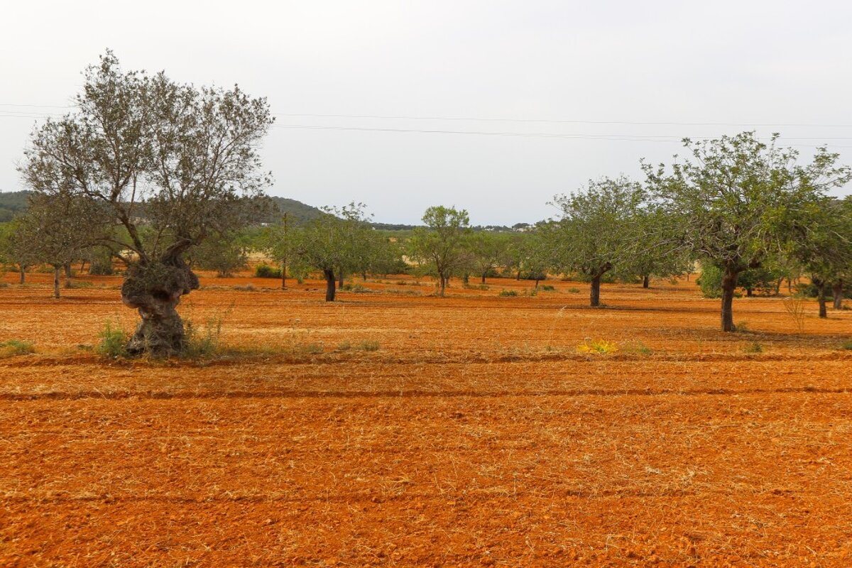 olive trees of santa agnes