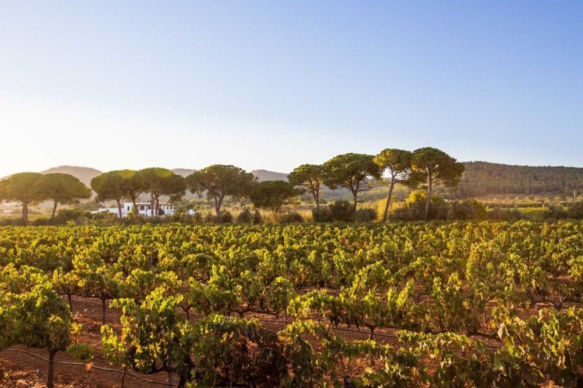 Can Rich de Buscastell Winery, San Antonio