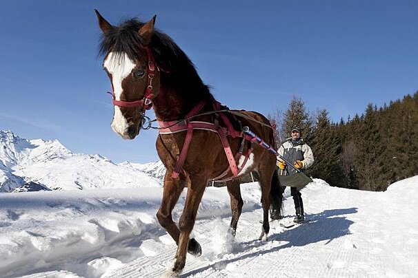 Ski Joering with a horse and skier